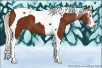 Horse Color:Gray Silver Bay Splash Tobiano 