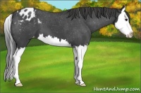 Horse Color:Blue Roan Splash Blanket 