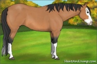 Horse Color:Bay Roan Splash 