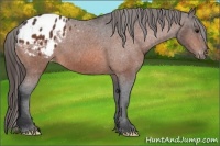 Horse Color:Bay Appaloosa 