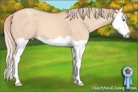 Horse Color:Gold Champagne Dun Splash 