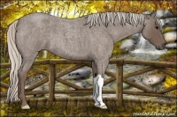 Horse Color:Silver Blue Roan 