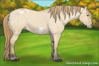 Horse Color:Buckskin Dun Frame Appaloosa