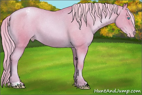 Horse Color: ERROR: UNKNOWN ANOMALY