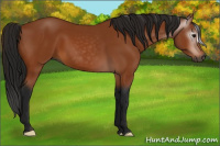 Horse Color:Gray Bay 