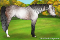 Horse Color:Gray Bay 