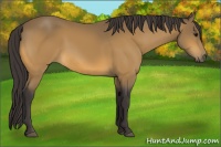 Horse Color:Buckskin 