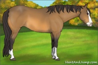 Horse Color:Buckskin Splash 