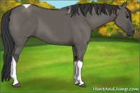 Horse Color:Grullo Tobiano Rabicano 