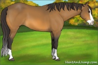 Horse Color:Buckskin Splash 