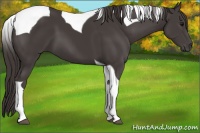 Horse Color:Smoky Black Tobiano 