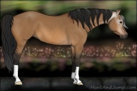 Horse Color:Gray Bay Dun 