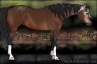 Horse Color:Gray Bay 