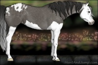 Horse Color:Gray Grullo Splash Appaloosa 