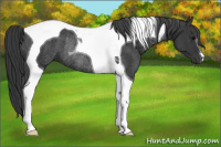 Horse Color:Black Tobiano Rabicano 