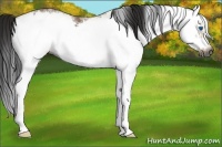 Horse Color:Gray White Spotted Bay Ice Splash Frame