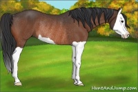 Horse Color:Bay Splash Rabicano 