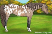Horse Color:Bay Dun Appaloosa 