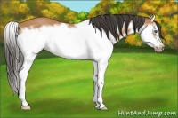 Horse Color:Bay Splash Frame 
