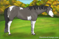 Horse Color:Grullo Splash Tobiano 