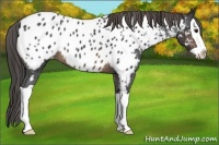 Horse Color:Brown Splash Appaloosa Rabicano 