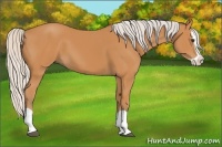 Horse Color:Silver Bay Splash 