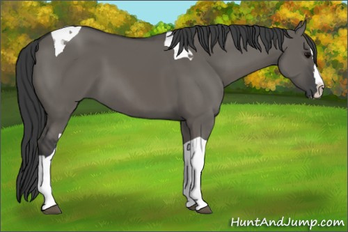 Horse Color: Grullo Splash Tobiano 