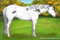 Horse Color:Grullo Splash Tobiano