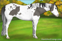 Horse Color:Grullo Splash Tobiano 