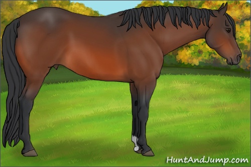 Horse Color:Bay 