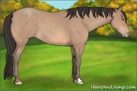 Horse Color:Amber Champagne Sabino 
