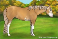 Horse Color:Gray Gold Cream Champagne Sabino 