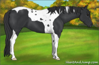 Horse Color:Brown Tobiano