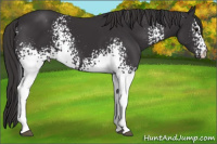Horse Color:White Spotted Smoky Black