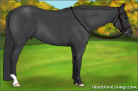 Horse Color:Brown Roan