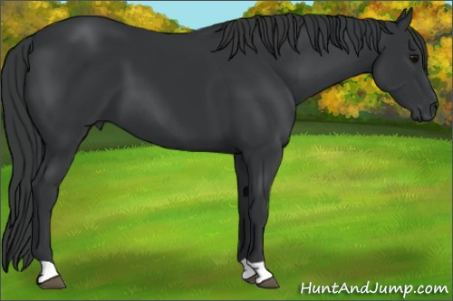 Horse Color: Black 
