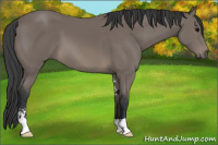 Horse Color:Black Sabino 