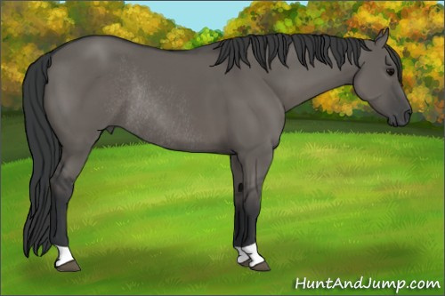 Horse Color: Unknown 