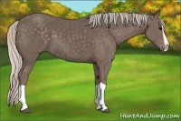 Horse Color:Silver Black Splash