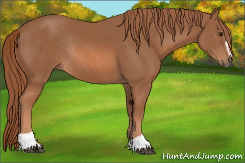 Horse Color: Chestnut Sabino Rabicano 