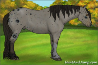 Horse Color:ERROR: UNKNOWN ANOMALY