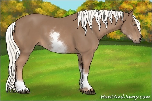 Horse Color: White Spotted Chestnut Rabicano 