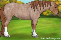 Horse Color:Red Roan 