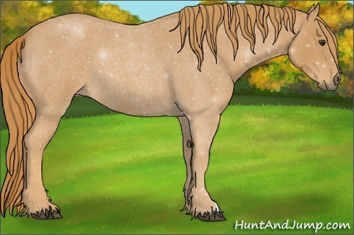 Horse Color:Red Roan 