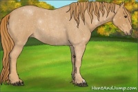 Horse Color:Red Roan 