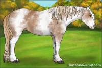 Horse Color:White Spotted Chestnut 