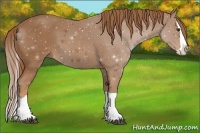 Horse Color:Chestnut Splash 