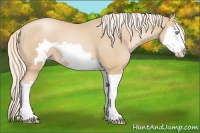 Horse Color:Palomino Pearl Splash Frame 