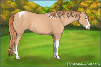 Horse Color:Gold Champagne Splash Tobiano 