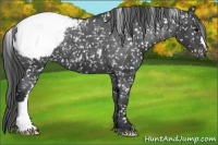 Horse Color:Black Snowcap 